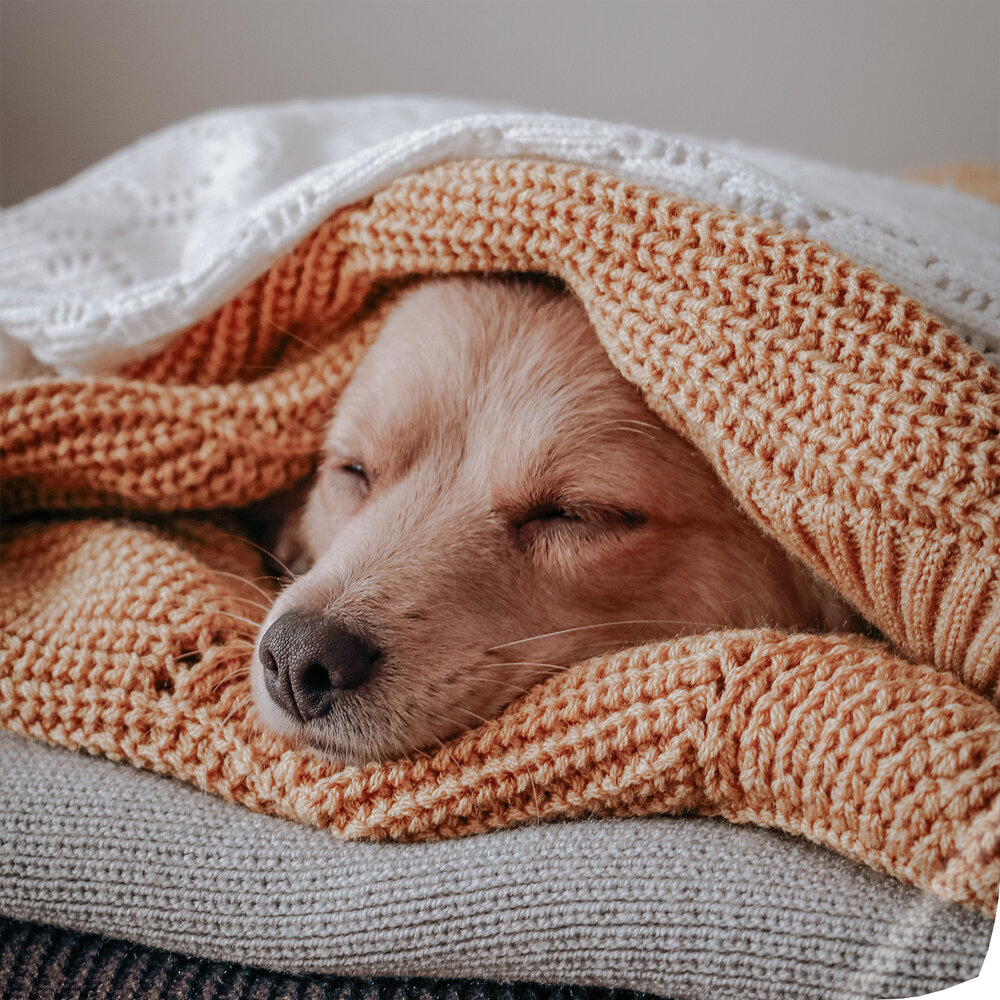 Im Quadro 40x40 cm matt zeigt das Premium Poster einen schlafenden Hund, eingekuschelt in gestrickte Decken, Nahaufnahme.