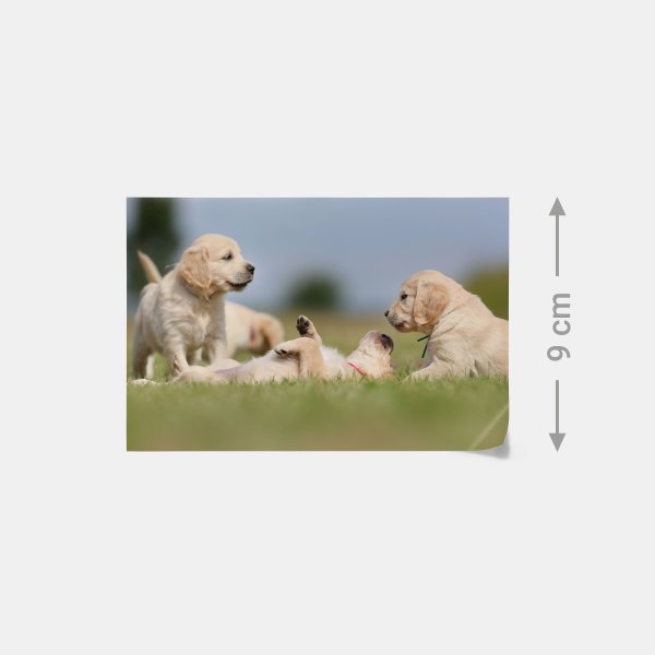 Das Foto im 9er-Format auf Premiumpapier zeigt vier verspielte Labradorwelpen auf einer grünen Wiese.