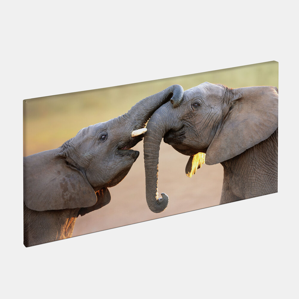 Die Leinwand im Querformat 40x80 cm zeigt zwei Elefanten, die spielerisch ihre Rüssel aneinanderlegen.