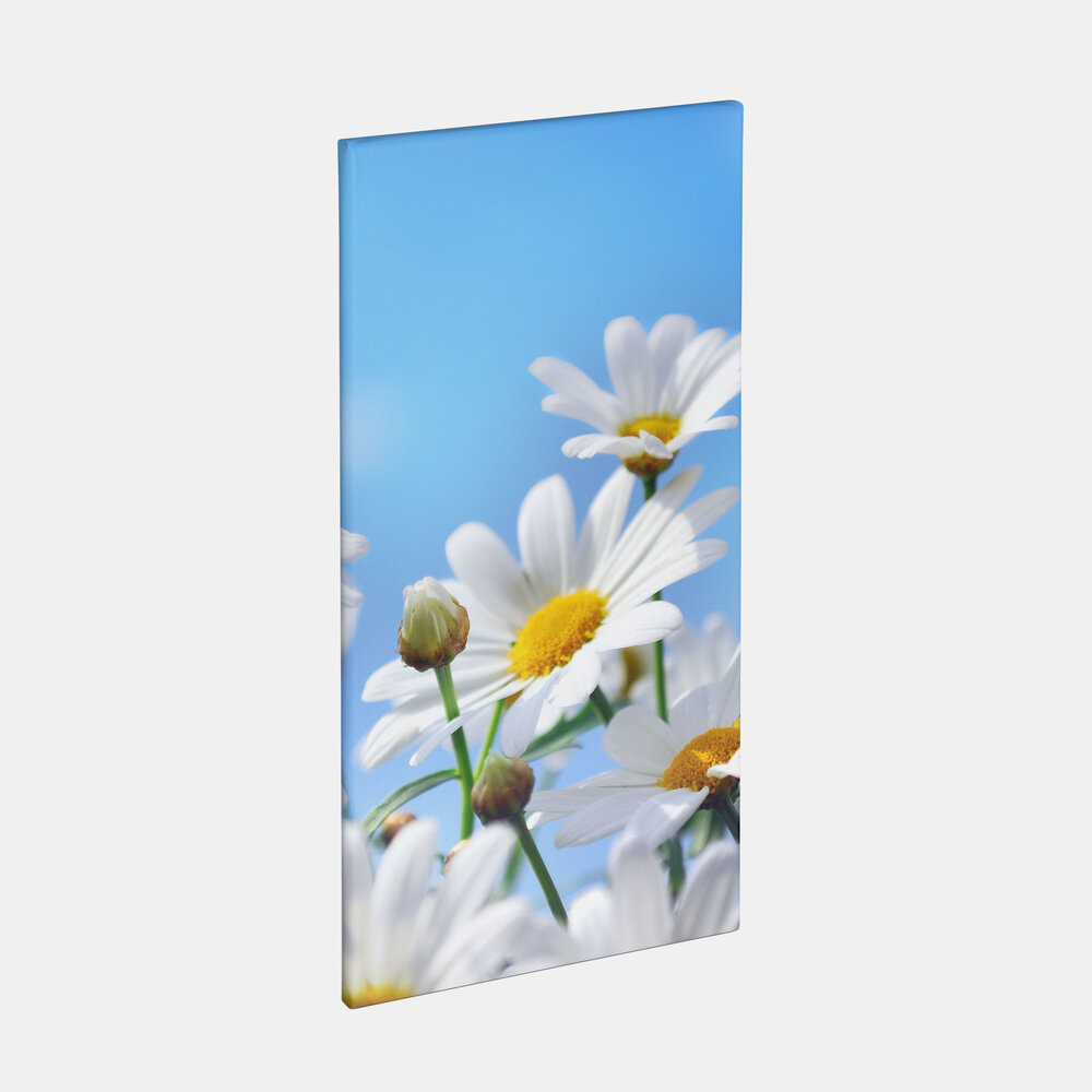 Dieses Leinwandbild im Hochformat 80x40 cm zeigt eine Nahaufnahme von Gänseblümchen vor klarem, blauem Himmel.